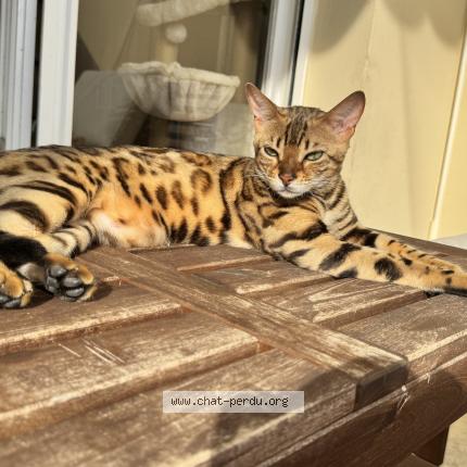 Photo 1/1 Chat retrouvé Perdu à Roquebrune cap martin