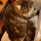 Photo de chat perdu à Vougy