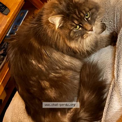 Photo 1/1 Freya Chat perdu à Vougy