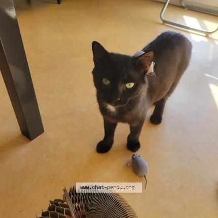 Photo 1/1 Nera Chat perdu à La fleche