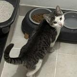 Photo de chat trouvé à Begles