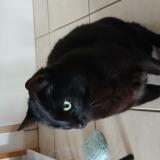 Photo de chat perdu à Tarbes