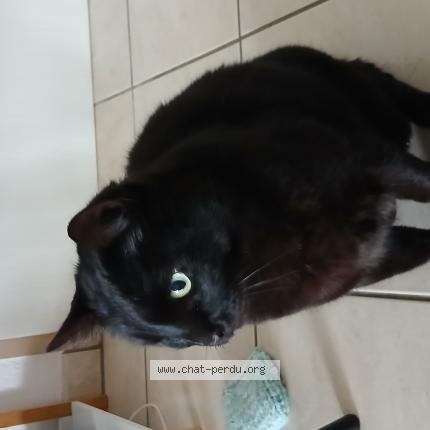 Photo 1/1 Hector Chat perdu à Tarbes