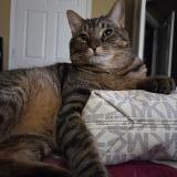 Photo de chat perdu à Lexington