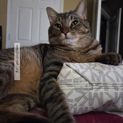 Photo 1/1 Tiger Chat perdu à Lexington