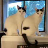 Photo de chat perdu à Austin