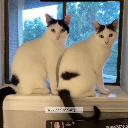 Photo 1/1 Rose Chat perdu à Austin