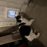 Photo de chat trouvé à Castres