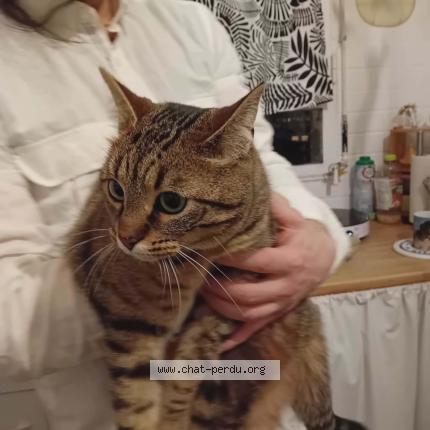 Photo 1/1 Chat trouvé Trouvé à Caen