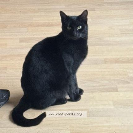 Photo 1/1 Soso Chat perdu à Montigny le btx