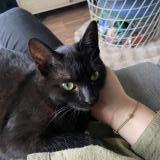 Photo de chat perdu à Les Essarts Le Roi