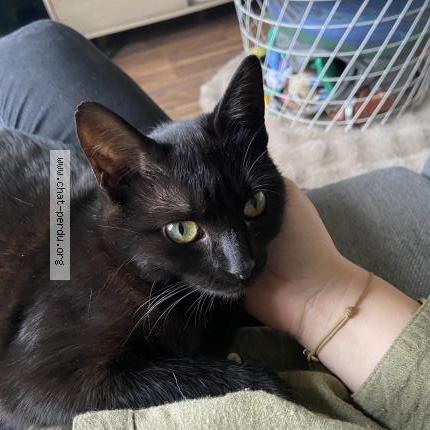 Photo 1/1 Chat retrouvé Perdu à Les essarts le roi