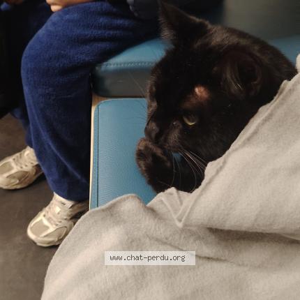 Photo 1/1 Rio Chat perdu à Bagnols sur ceze