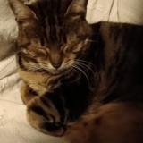 Photo de chat perdu à Bastia