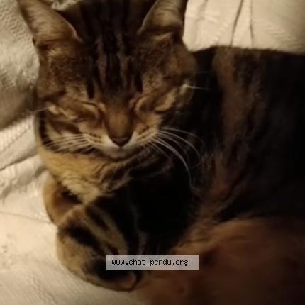 Photo 1/1 Minettu Chat perdu à Bastia