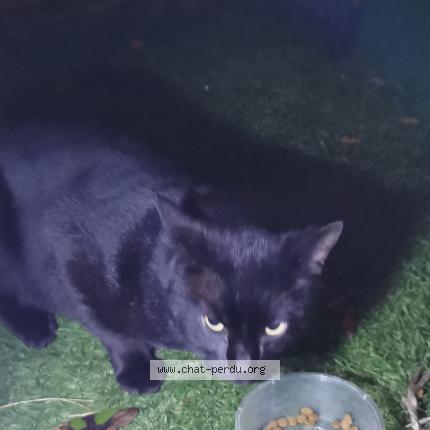 Photo 1/2 Chat trouvé Trouvé à Vanves