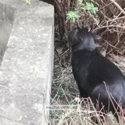 Photo 2/2 Chat trouvé Trouvé à Vanves