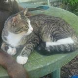 Photo de chat perdu à Coleman