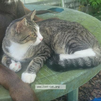 Photo 1/1 JackJack Chat perdu à Coleman