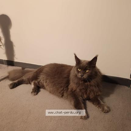 Photo 1/1 Sacco Chat perdu à Negrepelisse