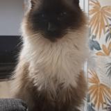 Photo de chat perdu à Gouesnou