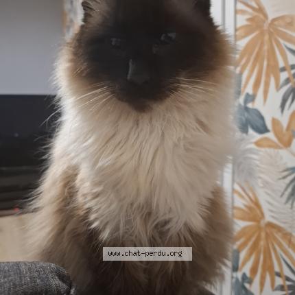 Photo 1/1 Chat retrouvé Perdu à Gouesnou