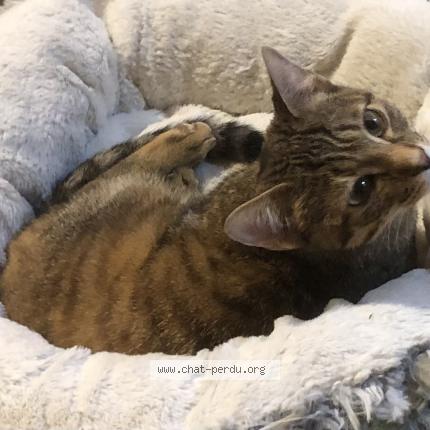 Photo 1/1 Chat trouvé Trouvé à Nantes