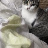 Photo de chat perdu à Le Portel