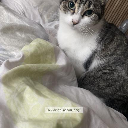 Photo 1/5 Emeraude Chat perdu à Le portel
