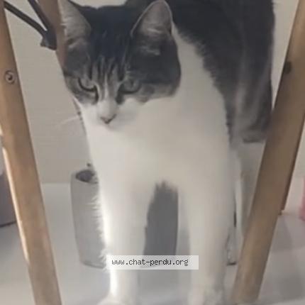 Photo 2/5 Emeraude Chat perdu à Le portel