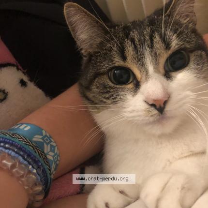 Photo 3/5 Emeraude Chat perdu à Le portel