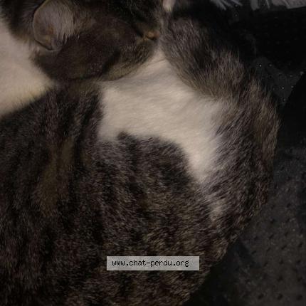 Photo 4/5 Emeraude Chat perdu à Le portel