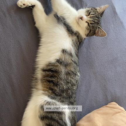 Photo 5/5 Emeraude Chat perdu à Le portel