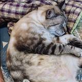 Photo de chat perdu à Gosier