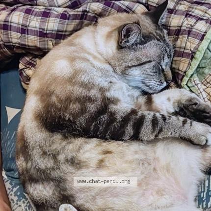 Photo 1/1 Fripouille Chat perdu à Gosier