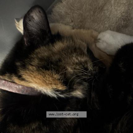 Photo 1/1 Chat trouvé Trouvé à Sacramento