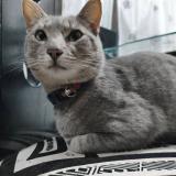 Photo de chat perdu à Duitama Boyaca