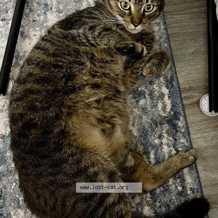 Photo 1/1 Chat trouvé Trouvé à Cartersville