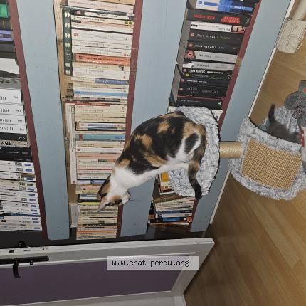 Photo 1/1 Chat retrouvé Perdu à Poilcourt sydney 08190