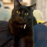 Photo de chat perdu à Nantes