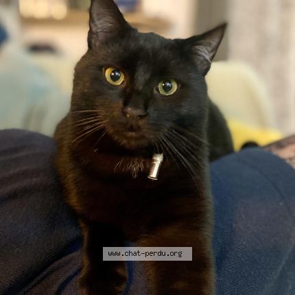 Photo 1/1 Chat retrouvé Perdu à Nantes