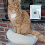 Photo de chat perdu à Baudour