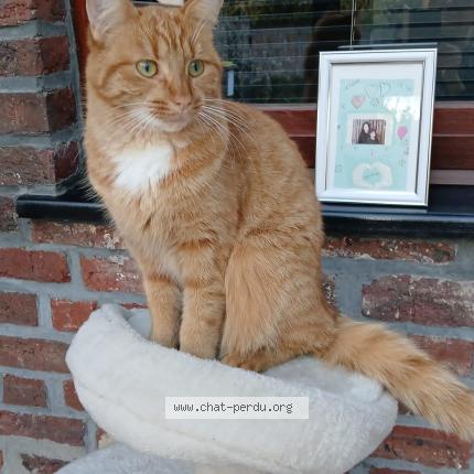Photo 1/1 Canelle Chat perdu à Baudour