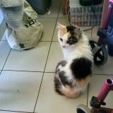 Photo de chat perdu à Saint Pee Niivelle