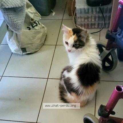 Photo 1/1 Louna Chat perdu à Saint pee niivelle