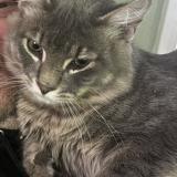 Photo de chat perdu à Portland