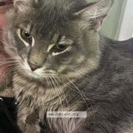 Photo 1/1 Grimace Chat perdu à Portland