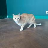 Photo de chat trouvé à Savigny Sur Orge