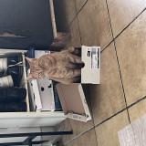 Photo de chat perdu à Bords