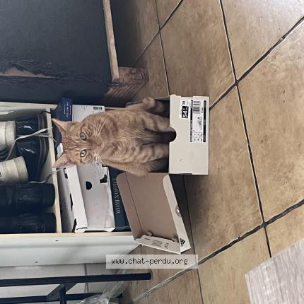 Photo 1/1 Chat retrouvé Perdu à Bords
